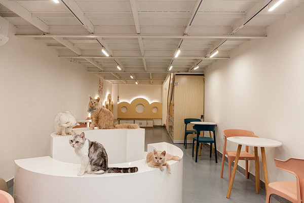 喜猫猫咖·撸猫馆（北京路店）_电话地址_营业时间-广州美团网
