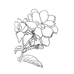 _Aurora᙮采集到小说