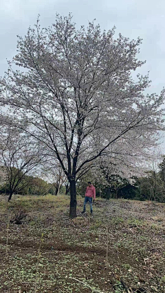 严老师（植栽设计）采集到植物品种