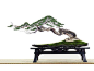 Bonsai: 