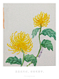 菊