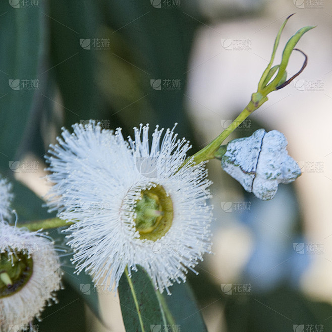桉树的花和果实