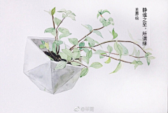 潭心采集到花卉植物