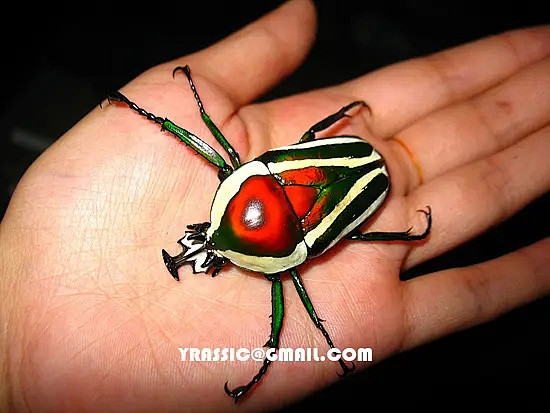 白条绿花金龟dicronorhinadebyana非洲的一种花金龟