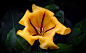 金杯藤 Solandra sp.
Cup of gold vine by Osmar Duran on 500px