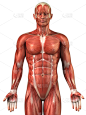 人类肌肉,男人,视角,,垂直画幅,正面视角,白色背景,收肌