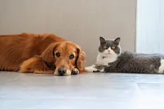 点击来源直接获取大图文件 |British Shorthair and Golden Retriever get along