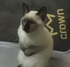 一些猫猫表情包（混入狗子版） #表情包 #侵删