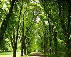 夏季绿色壁纸 (1)