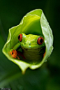 2012年度索尼世界摄影比赛决选名单唯美作品
小青蛙躲在叶子里面，好奇地注视着摄影师的镜头。