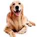 狗狗