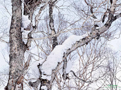 长臂猿19采集到【微元素】照片-雪