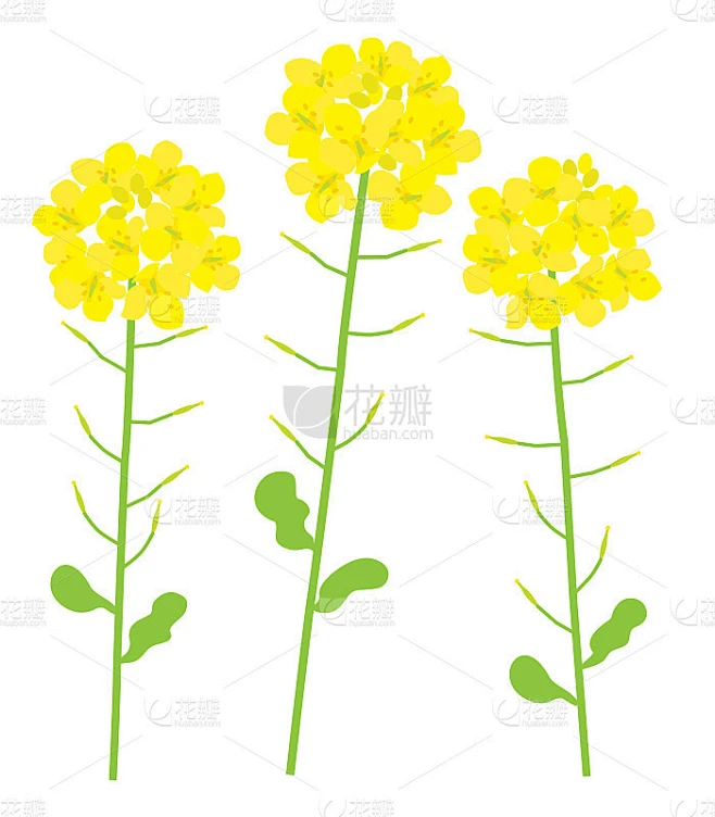 油菜花插图。素材-花瓣网