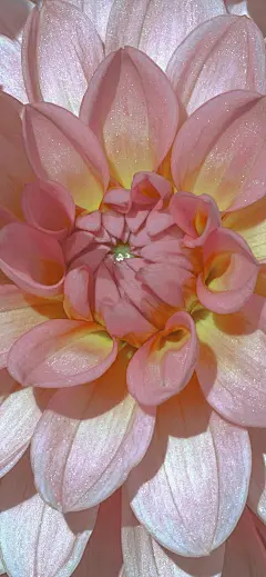 花卉壁纸｜相爱在花开最盛时的光影交错里-今日头条