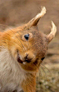 "Got any spare nuts?!"