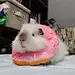 青森绿伊莎biu拉
