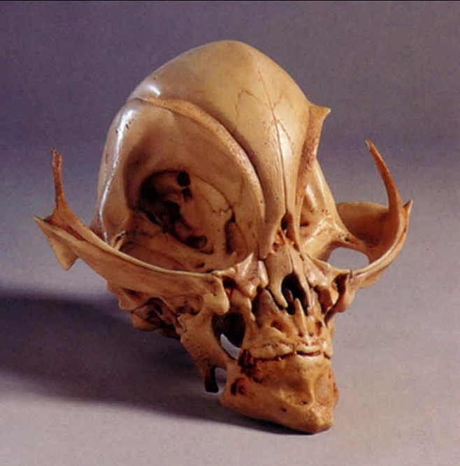 馆藏于巴西某博物馆里的一枚奇怪头骨，据说...