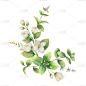 分离着色,茉莉,水彩画,唇形科,花环,白色,自然,图像,花朵,装饰