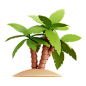 Premium Palm Tree 3D Illustration download in PNG, OBJ or Blend format