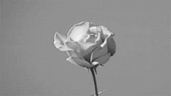DatouBoom采集到gif