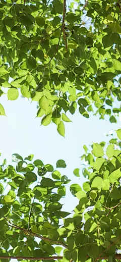 欢愉且胜意，万事皆可期   #风景手机壁纸