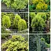 矮生针叶树_54种名叫Nana的品种_5_立木見_来自小红书网页版