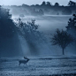 Mark Bridger鹿 - 胡子_JOKER的日志 - 网易博客