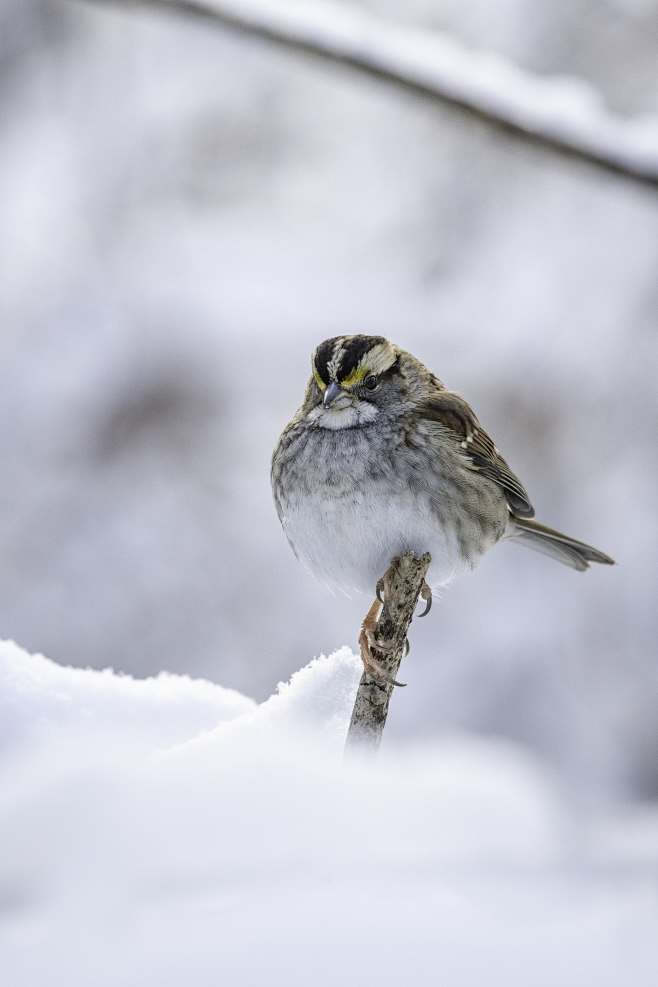 a small bird perched...