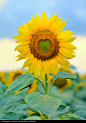 Single sunflower isolated - stock photo