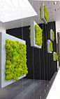 Vertical garden - have picture frames with chicken wire and place moss with flowers in, hang on strong fishing wire: 