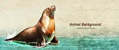 海豹动物宣传banner
