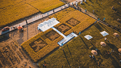 31pzhGt4采集到稻田景观