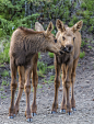 mypubliclands:

HAPPY WORLD WILDLIFE DAY!
The BLM manages more than 245 million acres in 23 states, with some of the nation’s most ecologically diverse and essential habitat for wildlife. In fact, the BLM manages more wildlife habitat than any other feder