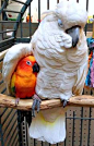 parrots