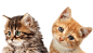 猫PNG