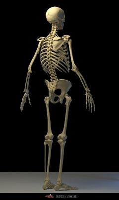 小芈周采集到人体肌肉骨骼