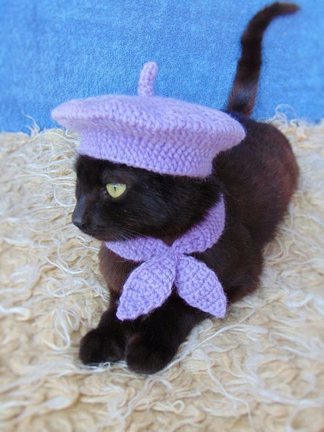 fashion kitty