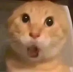震惊脸！橘猫瞪大双眼张嘴，表情夸张超可爱 表情包丨圆头耄耋蜘蛛猫