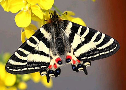 中华虎凤蝶无脊椎动物国家二级保护动物