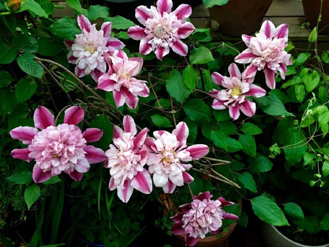 花开几朵各有不同铁线莲帕特里夏