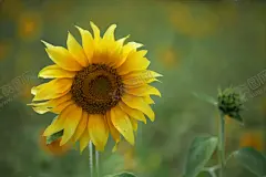 向日葵 【酷图网】向日葵,朝阳,黄色花朵,花朵,花,花卉,植物,花草,向日葵摄影,向日葵背景,高清,TIFF,桌面,壁纸,拍摄,摄影,摆拍,RGB,TIF,高清摄影,植物摄影,自然,自然风景,自然摄影