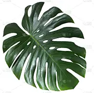 Monstera绿色多汁的新鲜叶子孤立在白色的背景