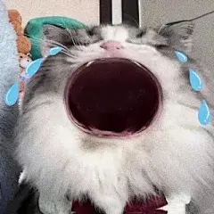 大嘴猫表情包｜无文字版真诚奉上！