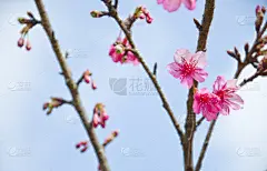樱花,泰国,樱之花,自然,宁静,水平画幅,樱桃,无人,蓝色