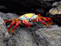 Red and Yellow Crab by AndySerrano on deviantART