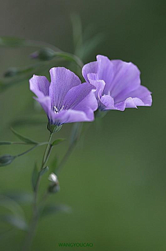 琲ღ琲采集到花