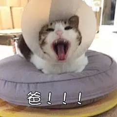 表情包/缺钱