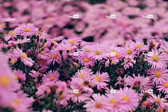 花朵 花壁纸 粉红色的花朵 花卉背景 美丽的花朵 花园 花瓣