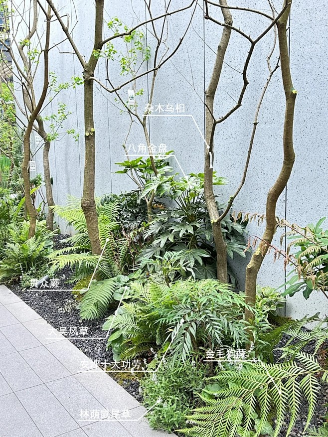 景观案例｜杂木乌桕林下地被搭配_17_植物学社_来自小红书网页版