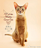 【世界美猫101】写真集「世界の美しい猫101」将于12月10日起发售，汇集了美短、波斯等多品种的喵星人，颜值高的猫咪真是让人无法抗拒…